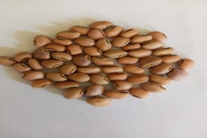 Cow Peas from Zambia